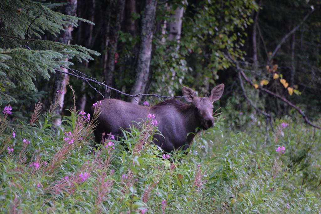 Salmon Catcher Lodge Кенай Экстерьер фото