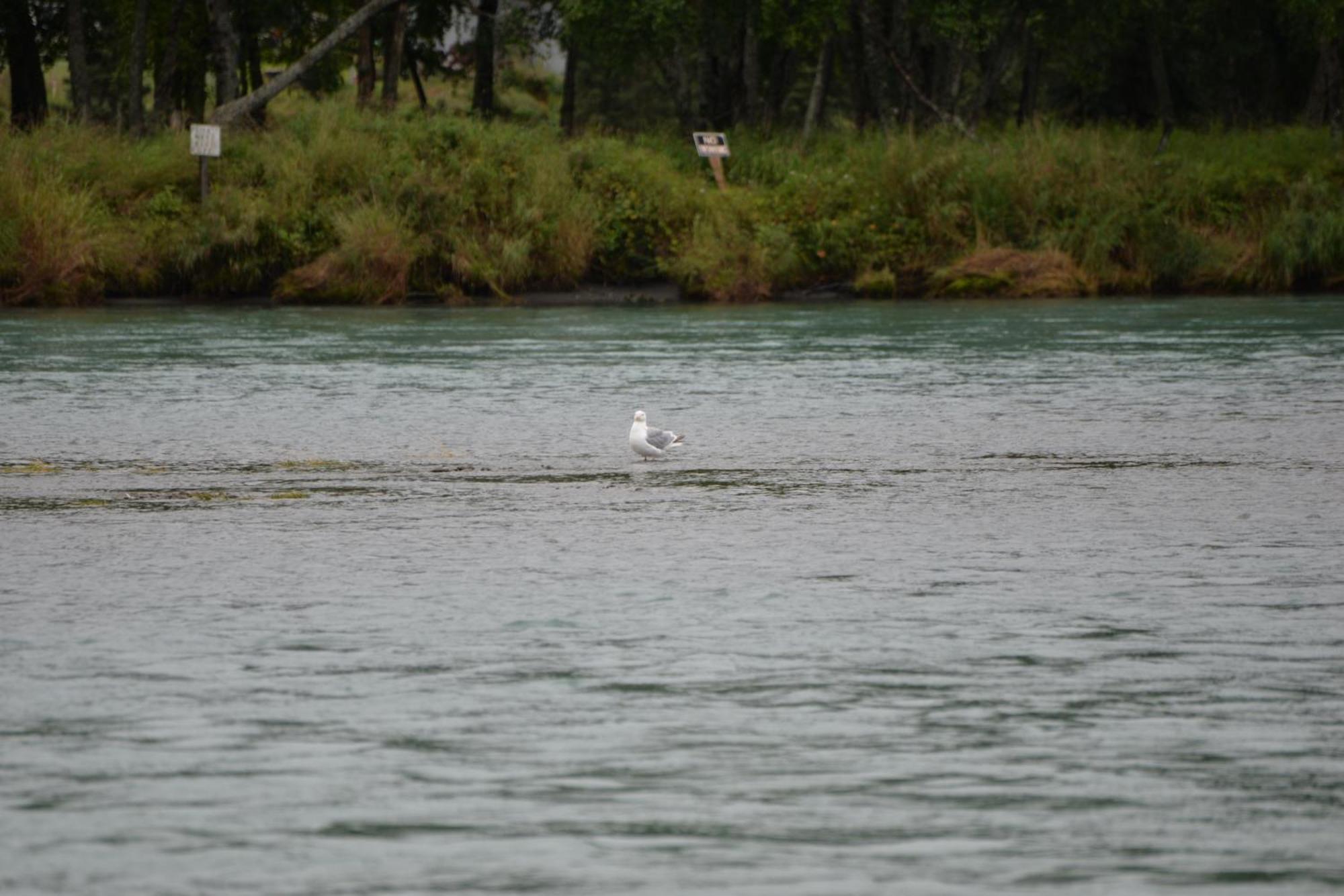 Salmon Catcher Lodge Кенай Экстерьер фото